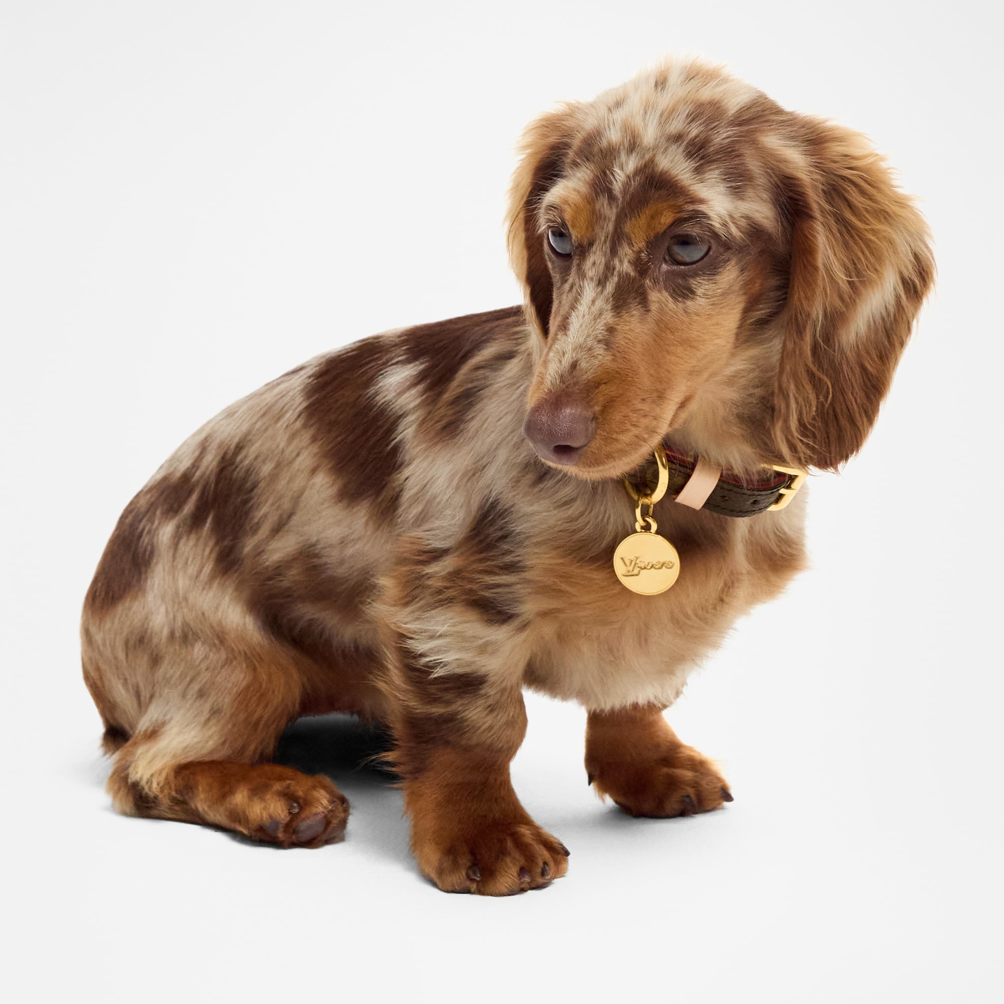 【LOUIS VUITTON】ドッグ　カラー　XS Dog Collar XS - Pets Accessories | LOUIS VUITTON